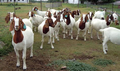 Other Breed Specific Standards. . Boer goats ranch